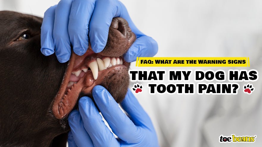 FAQ: What Are the Warning Signs That My Dog Has Tooth Pain?