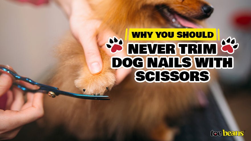 Why You Should Never Trim Dog Nails with Scissors