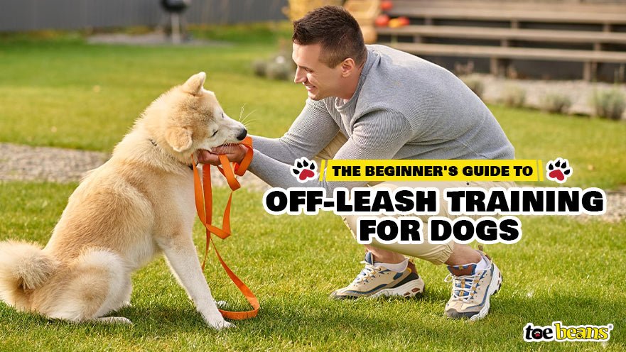The Beginner's Guide to Off-Leash Training for Dogs