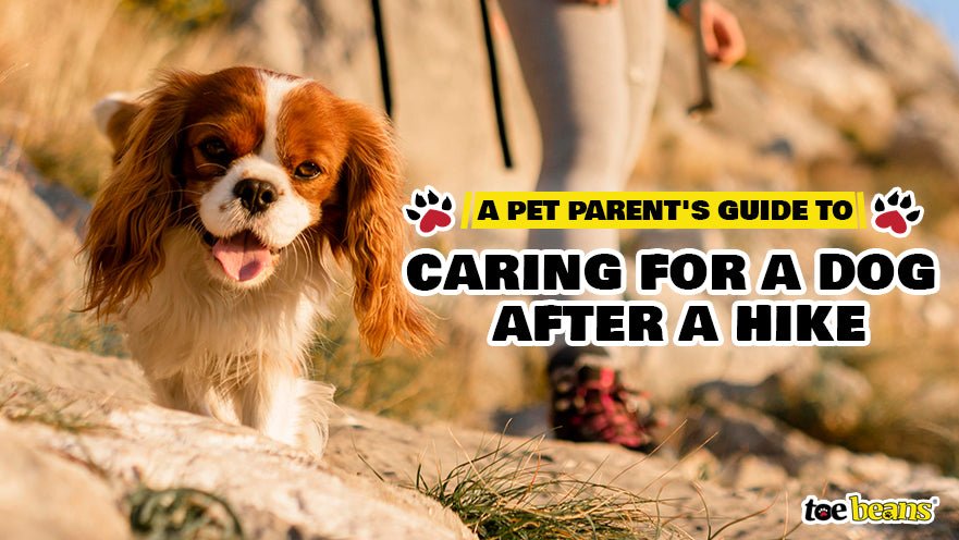 A Pet Parent's Guide to Caring for a Dog After a Hike