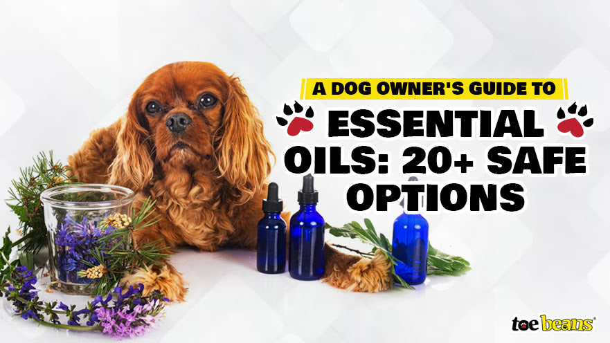 A Dog Owner's Guide to Essential Oils: 20+ Safe Options