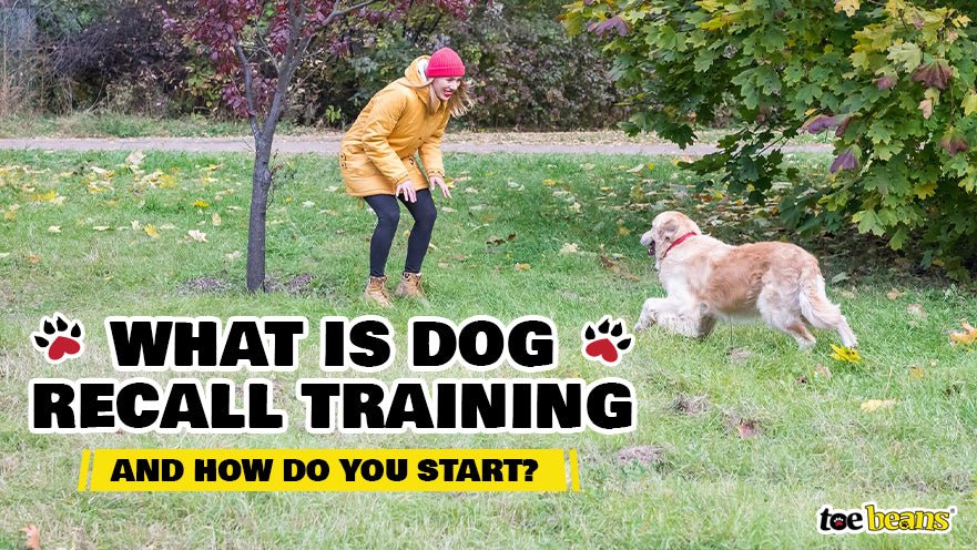 What is Dog Recall Training and How Do You Start?