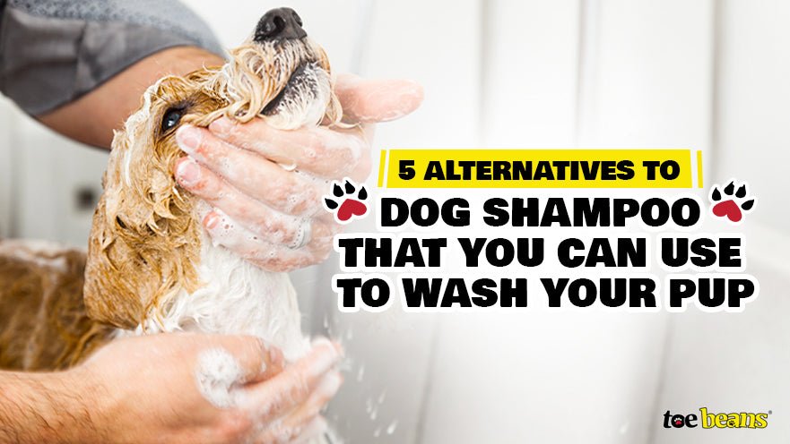 5 Alternatives to Dog Shampoo That You Can Use to Wash Your Pup