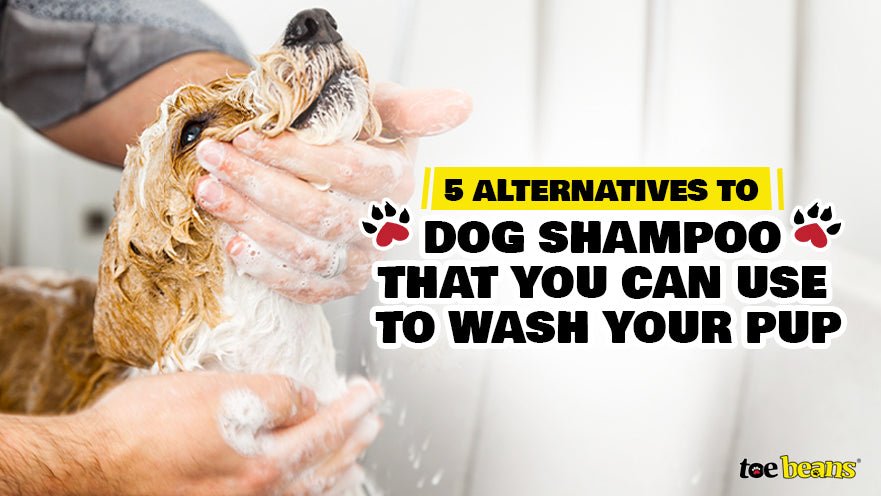 5 Alternatives to Dog Shampoo That You Can Use to Wash Your Pup by toe beans