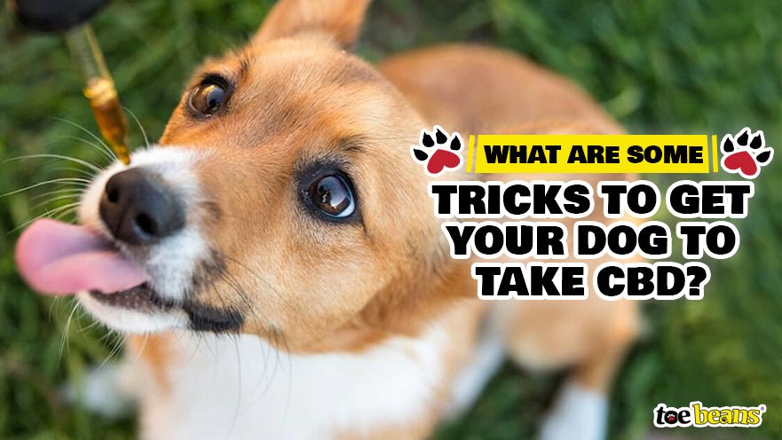What Are Some Tricks to Get Your Dog to Take CBD? by toe beans
