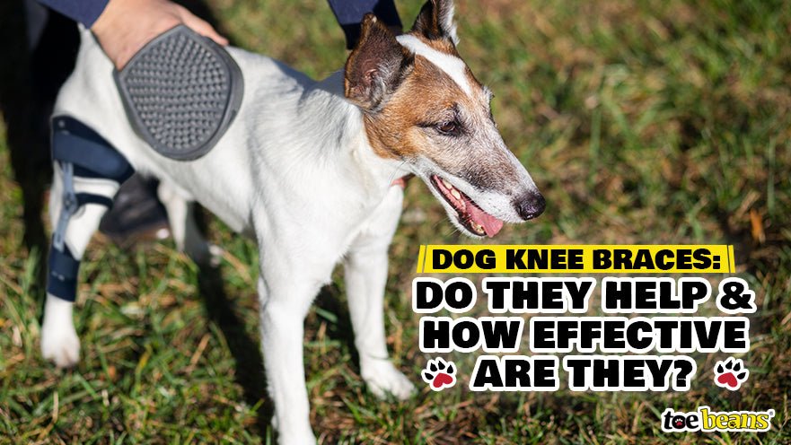 Dog Knee Braces: Do They Help and How Effective Are They?