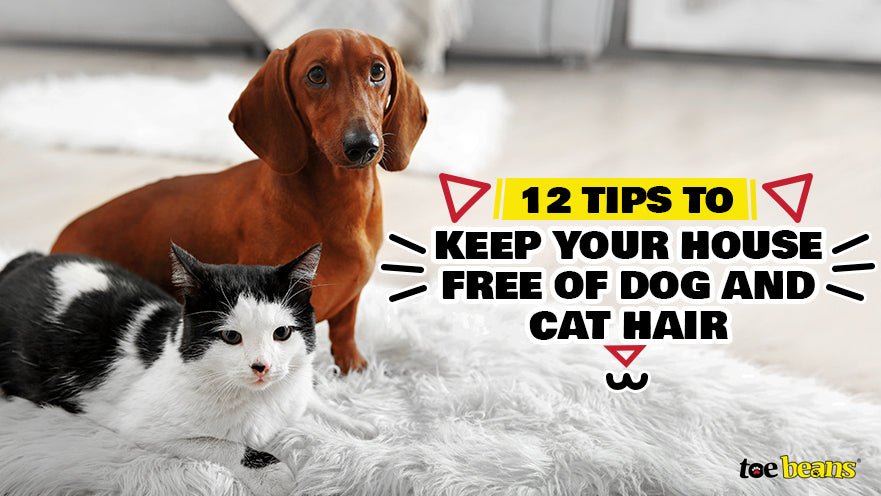 12 Tips to Keep Your House Free of Dog and Cat Hair