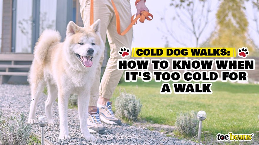 Cold Dog Walks: How to Know When It's Too Cold for a Walk