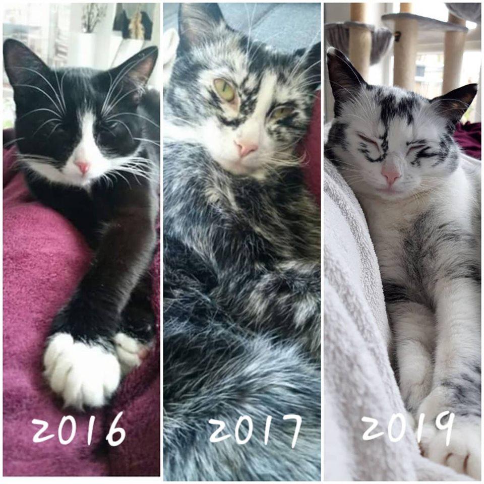 Cat Vitiligo: Types, Causes and Key Facts You Should Know