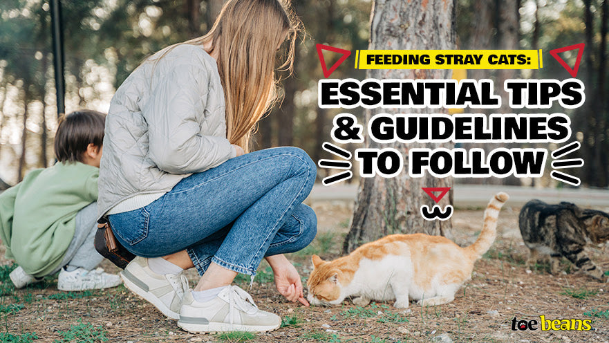 Feeding Stray Cats: Essential Tips and Guidelines to Follow - toe beans