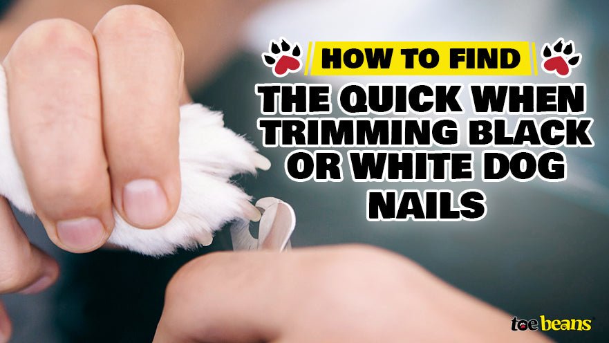 How to Safely Trim Black Dog Nails: A Step-by-Step Guide