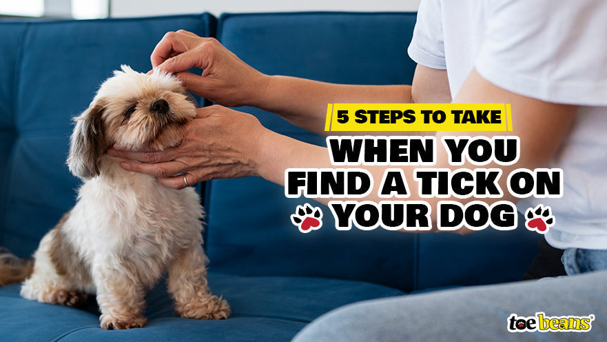 5 Steps to Take When You Find a Tick on Your Dog by toe beans