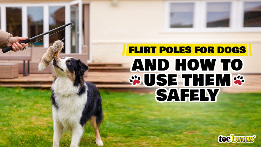 Flirt Poles for Dogs and How to Use Them Safely by toe beans