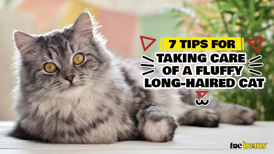 7 Tips for Taking Care of a Fluffy Long-Haired Cat by toe beans