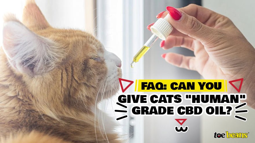 FAQ: Can You Give Cats Human Grade CBD Oil? by toe beans