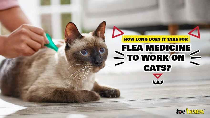 How Long Does It Take for Flea Medicine to Work on Cats? by toe beans