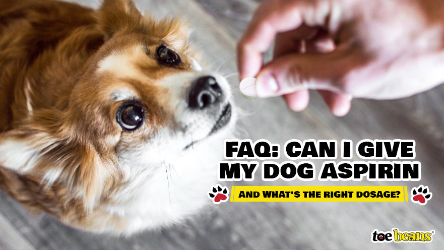FAQ: Can I Give My Dog Aspirin and What's The Right Dosage?