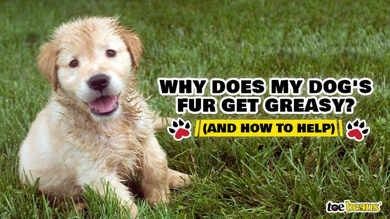 Why Does My Dog's Fur Get Greasy? (And How to Help) - toe beans