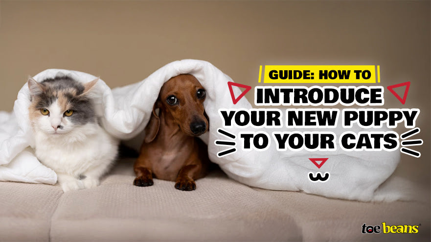 How to introduce your new puppy to your cats by toe beans