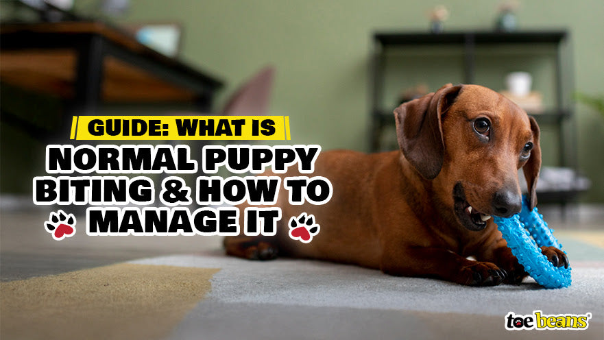 Guide: What Is Normal Puppy Biting and How to Manage It - toe beans