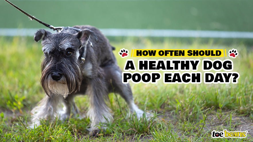 How Often Should a Healthy Dog Poop Each Day?