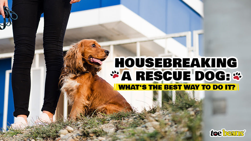 Housebreaking a Rescue Dog: What's The Best Way to Do It?