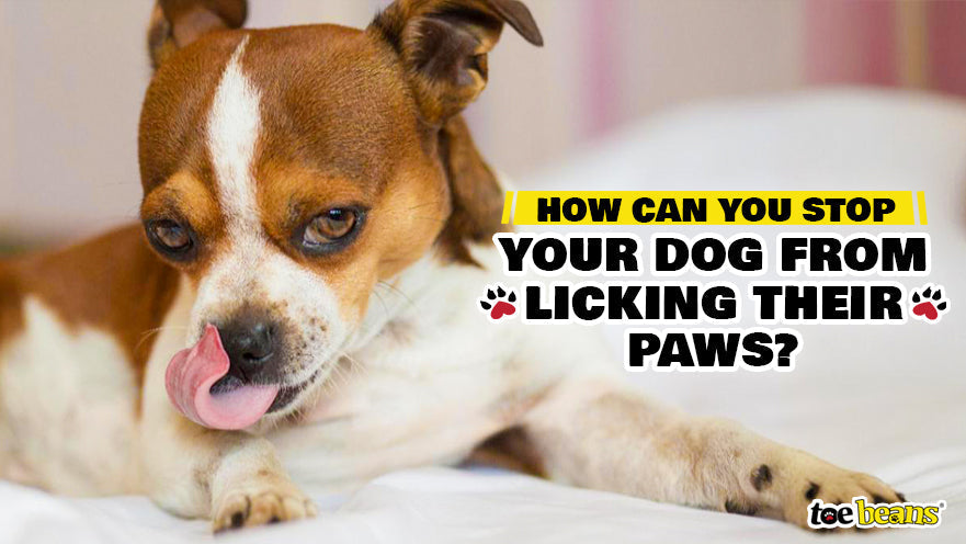 How Can You Stop Your Dog from Licking Their Paws?