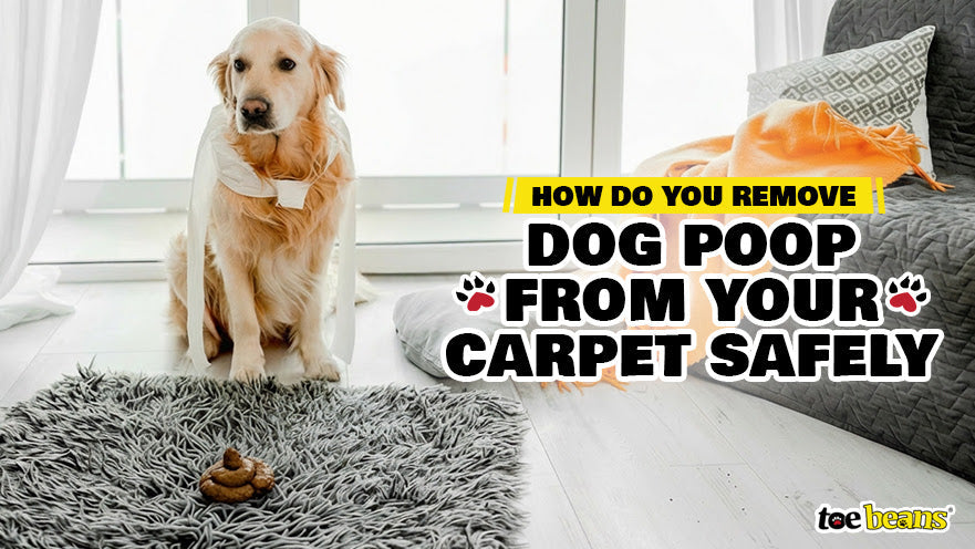 How Do You Remove Dog Poop from Your Carpet Safely by toe beans