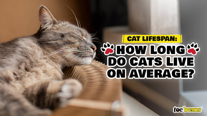 Cat Lifespan: How Long Do Cats Live on Average? - toe beans
