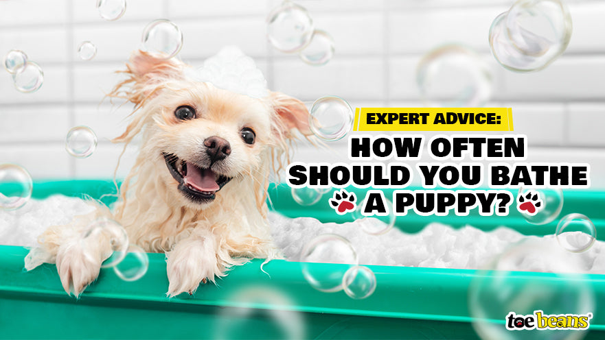 Expert Advice: How Often Should You Bathe a Puppy?
