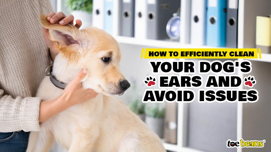 How To Efficiently Clean Your Dog's Ears and Avoid Issues