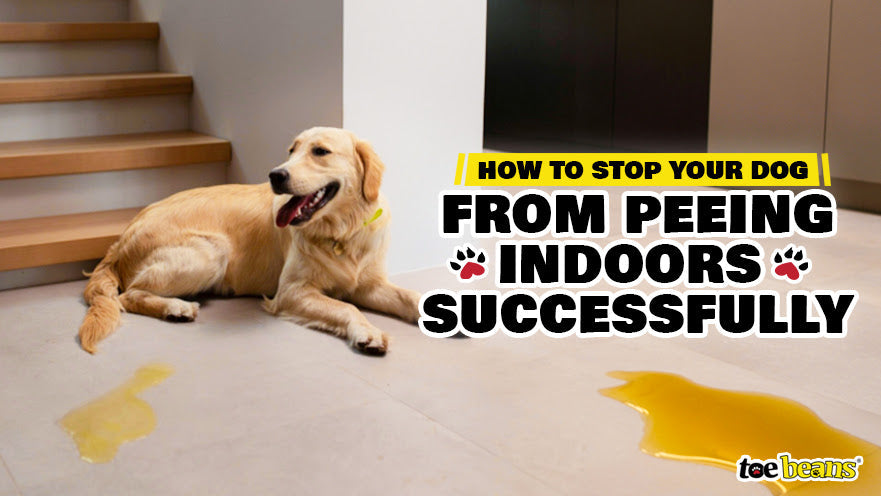 How To Stop Your Dog from Peeing Indoors Successfully by toe beans
