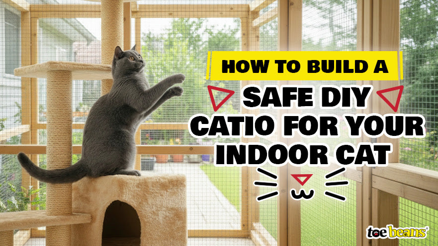 How to Build a Safe DIY Catio for Your Indoor Cat