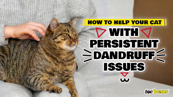 How to Help Your Cat with Persistent Dandruff Issues - toe beans