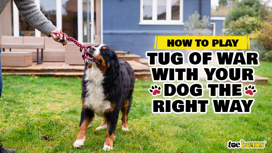 How to Play Tug of War with Your Dog the Right Way