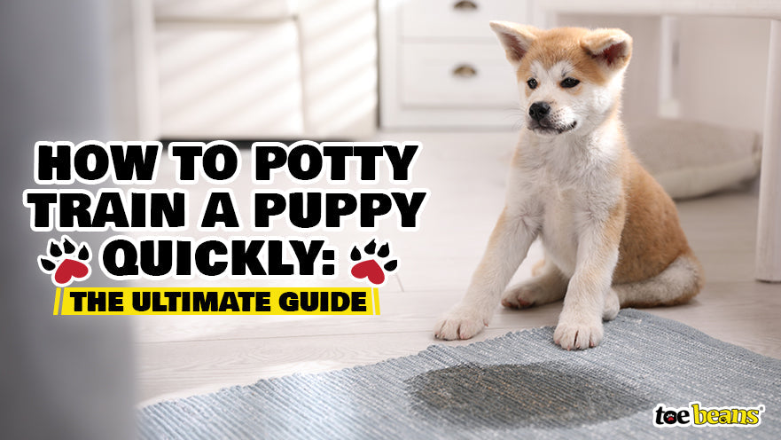 How to Potty Train a Puppy Quickly: The Ultimate Guide by toe beans