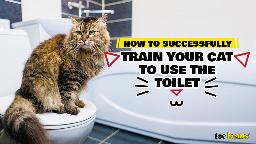 How to Successfully Train Your Cat to Use the Toilet - toe beans