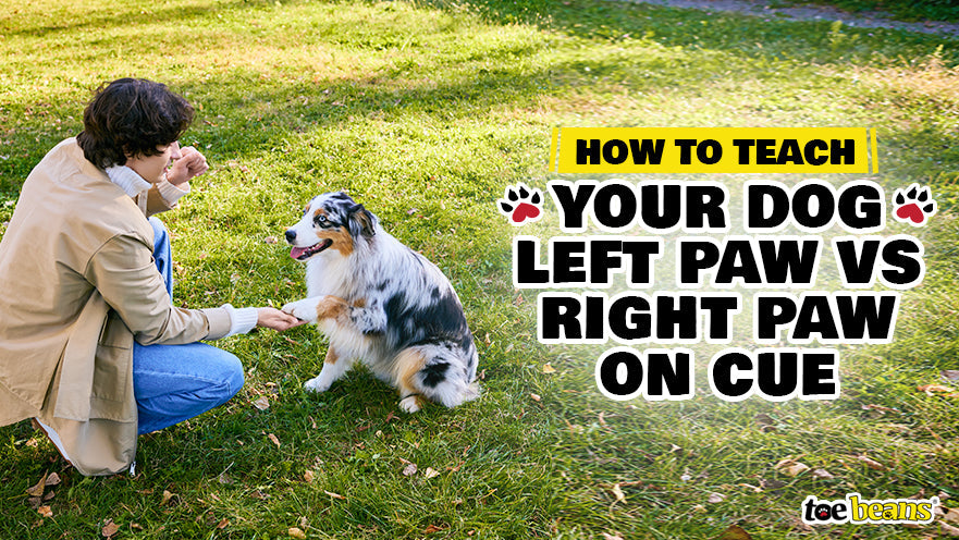 How to Teach Your Dog Left Paw vs Right Paw on Cue by toe beans