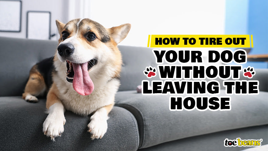 How to Tire Out Your Dog Without Leaving the House