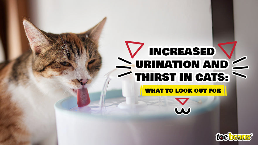 Increased Urination and Thirst in Cats: What to Look Out For