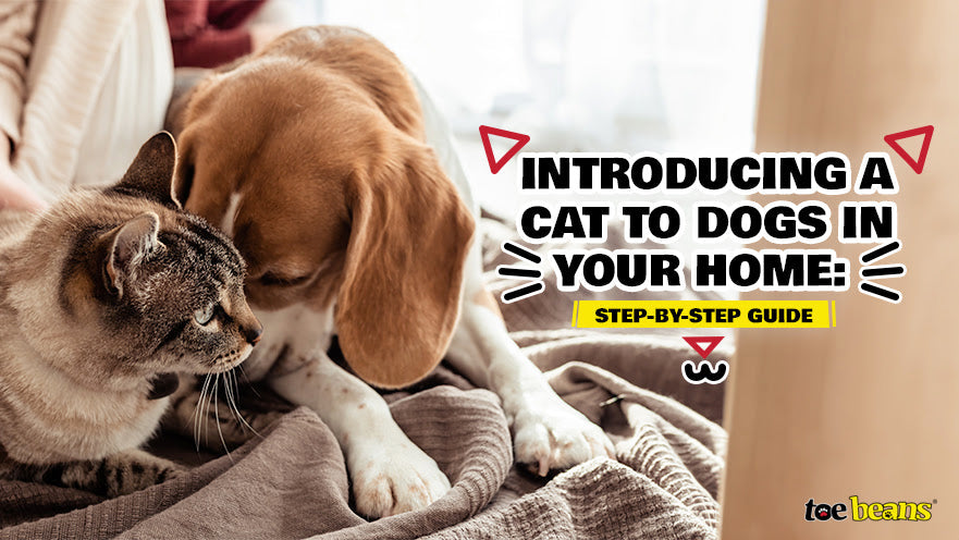 Introducing a Cat to Dogs in Your Home: Step-by-Step Guide by toe beans