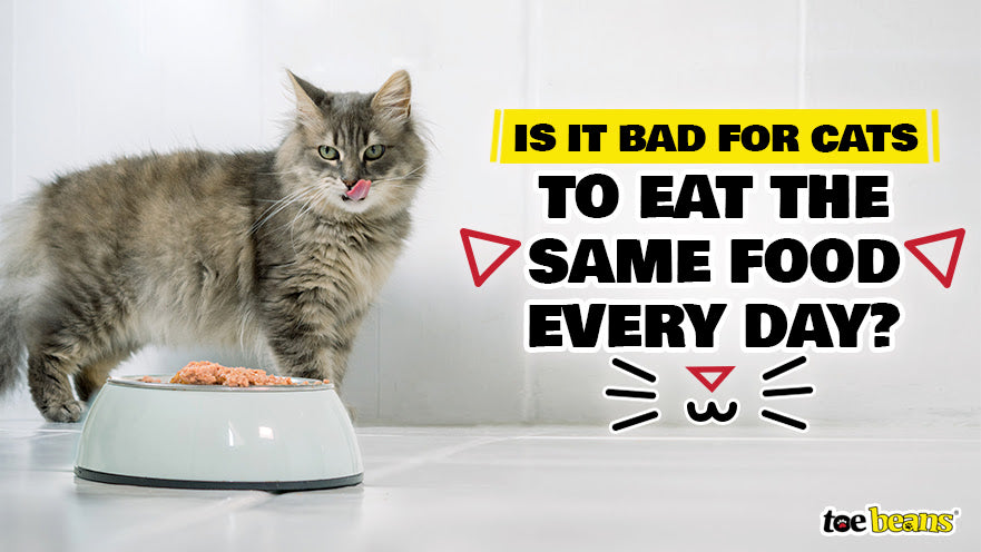 Is It Bad for Cats to Eat the Same Food Every Day?
