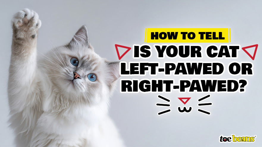 Is Your Cat Left-Pawed or Right-Pawed? How to Tell by toe beans
