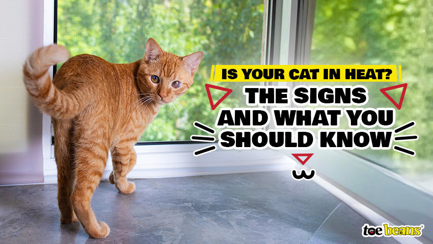 Is Your Cat in Heat? The Signs and What You Should Know