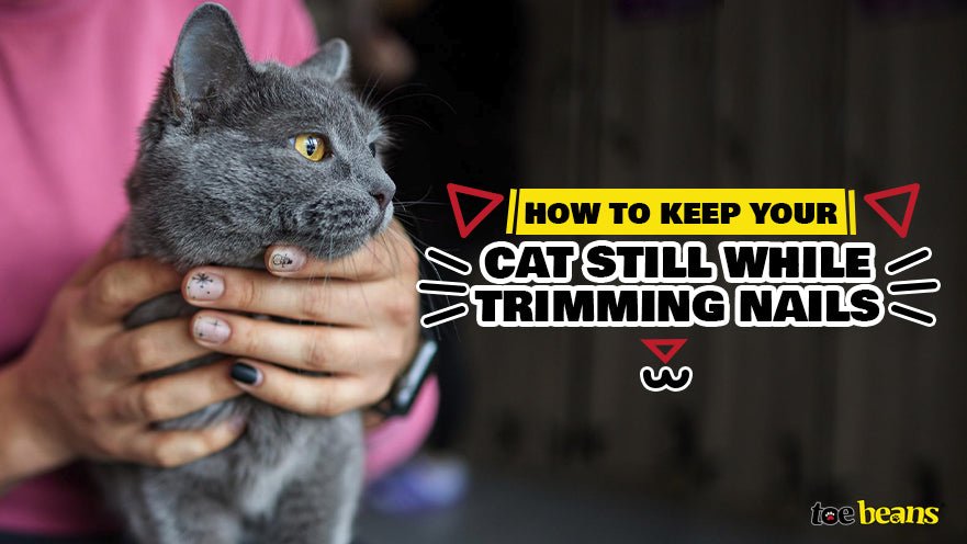 How to keep your cat still while trimming nails by toe beans