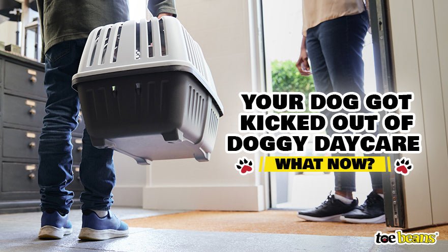 Your Dog Got Kicked Out of Doggy Daycare - What Now?