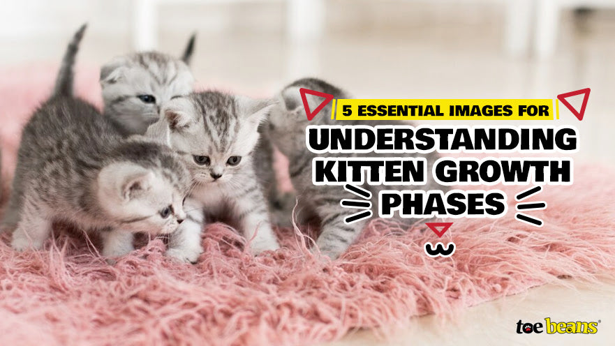 5 Essential Images for Understanding Kitten Growth Phases by toe beans