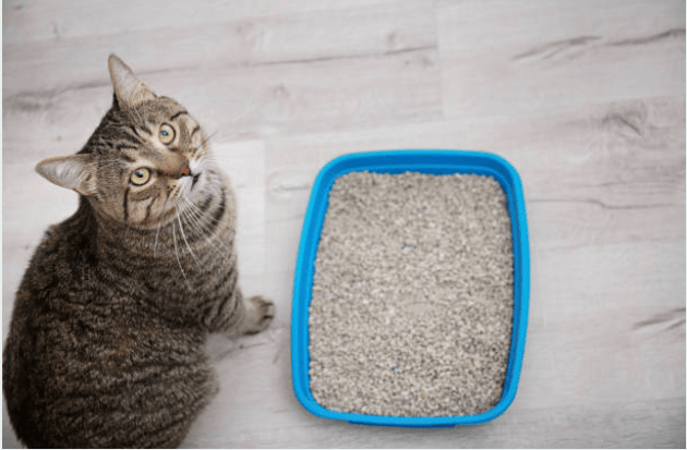 Cat Poop Issues: What is Normal, Constipation, Diarrhea, And More by toe beans
