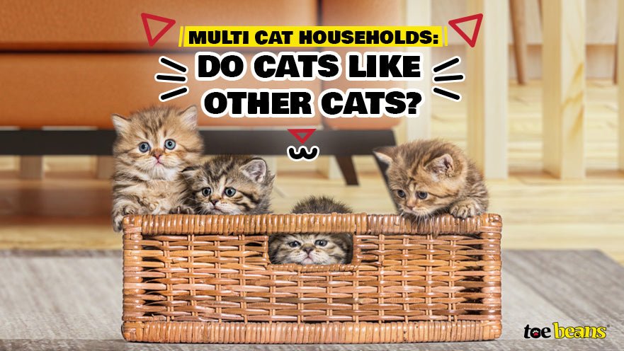 Multi Cat Households: Do Cats Like Other Cats? by toe beans
