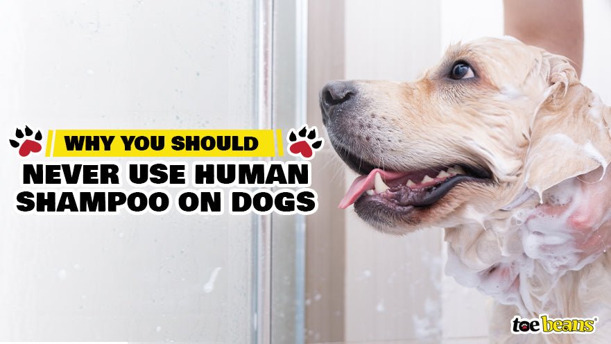 Why You Should Never Use Human Shampoo on Dogs